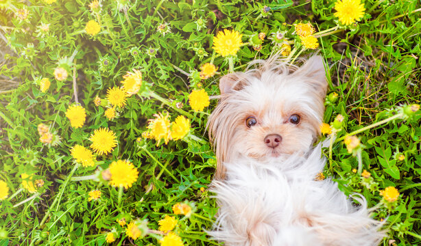 Happy Yorkshire Terrier lying at a field of dandelions. Top down view. Empty space for text