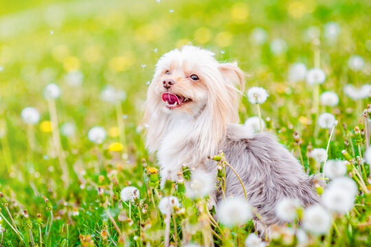 Young Yorkshire Terrier sits at a field of dandelions