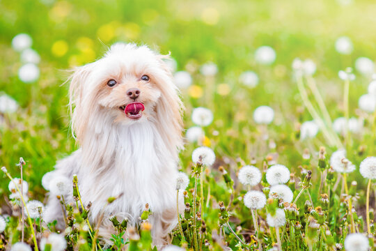 Happy Yorkshire Terrier sits at a field of dandelions