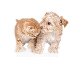 Goldust Yorkshire terrier puppy sniffs ginger kitten. isolated on white background