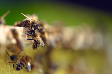 Pszczoła miodna na ramce. Pszczoła w pracy. Pszczoła zbierająca miód. Miód pszczeli. Pszczela praca. Praca pszczół w ulu. Karmiące się pszczoły miodne na ramce w ulu. Pasieka. Pszczelarstwo.  - obrazy, fototapety, plakaty