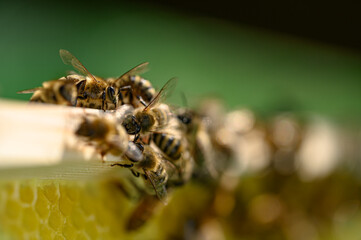 Pszczoła miodna na ramce. Pszczoła w pracy. Pszczoła zbierająca miód. Miód pszczeli. Pszczela praca. Praca pszczół w ulu. Karmiące się pszczoły miodne na ramce w ulu. Pasieka. Pszczelarstwo. 