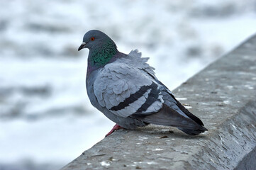 Pigeon on a stone on a blurry background