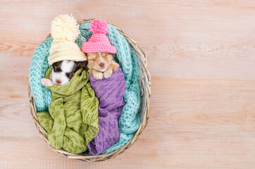 Tiny newborn Biewer Yorkie puppies wrapped like babies, wearing warm hats sleep in a basket. Top down view. Empty space for text
