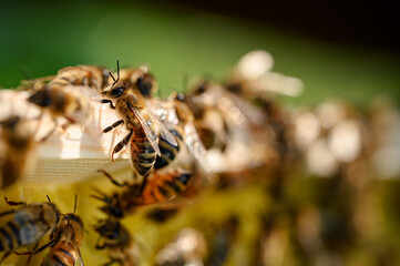 Pszczoła miodna na ramce. Pszczoła w pracy. Pszczoła zbierająca miód. Miód pszczeli. Pszczela praca. Praca pszczół w ulu. Karmiące się pszczoły miodne na ramce w ulu. Pasieka. Pszczelarstwo.  - obrazy, fototapety, plakaty