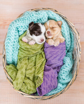 Two tiny cozy newborn Biewer Yorkie puppies wrapped like babies sleep in a basket. Top down view