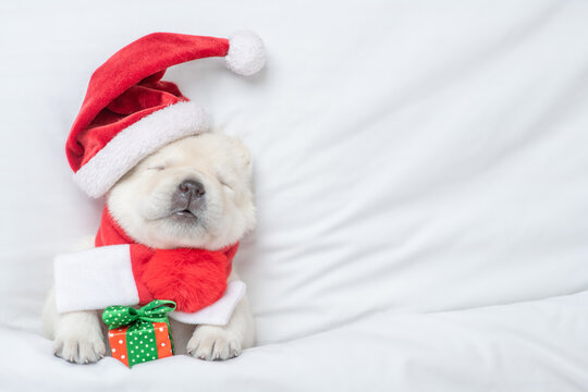 Funny Golden retriever puppy wearing red santa's hat sleeps under warm blanket on a bed at home and hugs gift box. Top down view. Empty space for text