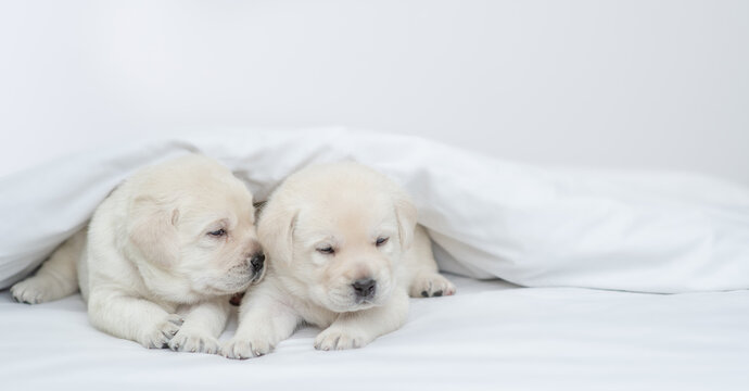 Two sleepy Golden retriever puppies lying under white warm blanket on a bed at home. Empty space for text