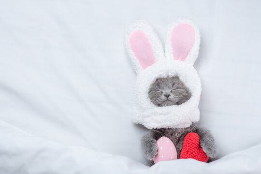 Funny kitten wearing easter rabbits ears sleeps with red heart and painted egg on a bed under warm white blanket at home. Top down view. Empty space for text