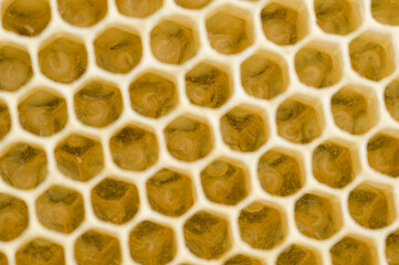 Pszczoła miodna w gnieździe. Jajeczka pszczoły miodnej. Larwy pszczoły miodnej. Pszczoła miodna na plastrze. Pszczoły opiekujące się larwami w ulu.   - obrazy, fototapety, plakaty