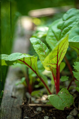 young beetroot in the garden