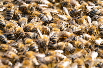 Pszczoła miodna na plastrze. Pszczoła. Pszczółka. Pszczoły na woskowym plastrze w ulu. Życie w ulu. Ul i pszczoły. Wosk pszczeli. Apis Mellifera i miód. Karmiące się pszczoły. 