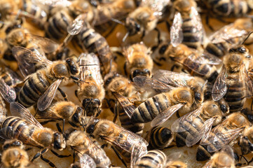 pszczoła, miód, miodna, plaster, wosku, karmiące, mleczko, pszczele, ul, pszczelarz, naturalne,...