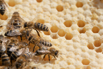 Pszczoła miodna w gnieździe. Jajeczka pszczoły miodnej. Larwy pszczoły miodnej. Pszczoła miodna na plastrze. Pszczoły opiekujące się larwami w ulu.   - obrazy, fototapety, plakaty