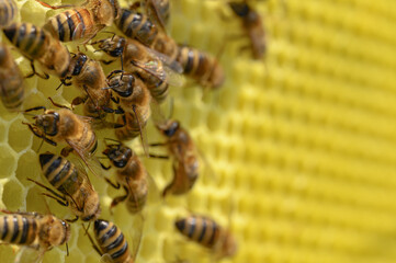 pszczoła, miód, miodna, plaster, wosku, karmiące, mleczko, pszczele, ul, pszczelarz, naturalne, pasieka, pszczelarstwo, bartnictwo, wielkoposi, węza pszczela, węza, w ulu, w pasiece, na plastrze, miód - obrazy, fototapety, plakaty