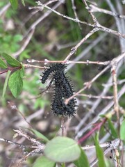 butterfly on a branch