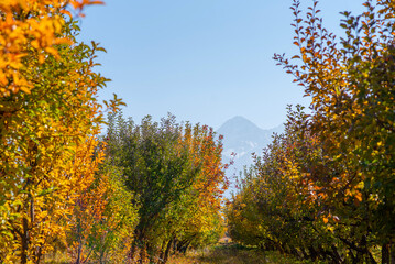 Picturesque and paint colors of autumn foliage in the wild. Trees with green, yellow and red foliage.