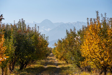 Fototapeta premium The garden's magnificent yellow, red and green trees change leaf color in the fall season. A row of trees overlooking the mountains. Row of trees with autumn sunlight, colored leaves after harvest.