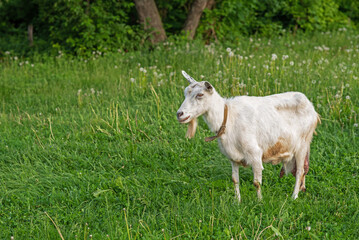White domestic goat in the farm. Goat standing among green grass. Sunny spring day.