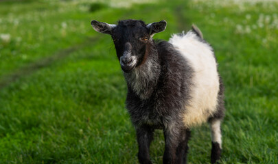 Black and white domestic goat in the farm. Goat standing among green grass. Sunny spring day.