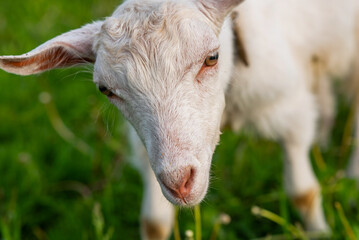 Soft focus. White domestic goat in the farm. Goat standing among green grass. Sunny spring day.