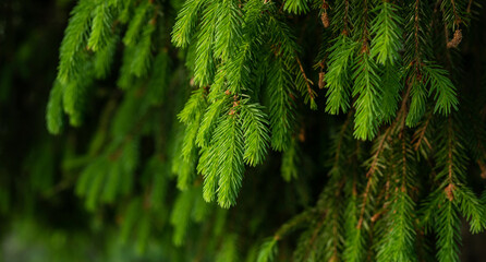 Spring fir tree with young green branch on the green forest background. Ecology and environmental conservation concept.