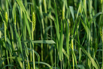 Green wheat field and sunny day. Wheat ears close up. Beautiful natural landscape. Rural landscapes in spring or summer. Future rich harvest concept.