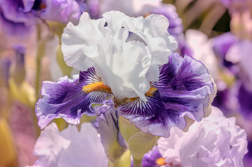Kwiat Irys. Kwitnący kwiat irysu w przybliżeniu - obrazy, fototapety, plakaty