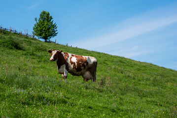 Fototapeta na wymiar Cow grazing on the grassland under the blue sky and white clouds.