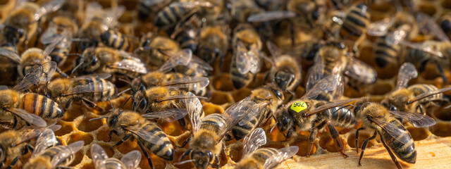 pszczoła, miód, miodna, plaster, wosku, karmiące, mleczko, pszczele, ul, pszczelarz, naturalne, pasieka, pszczelarstwo, bartnictwo, wielkoposi, węza pszczela, węza, w ulu, w pasiece, na plastrze, miód - obrazy, fototapety, plakaty