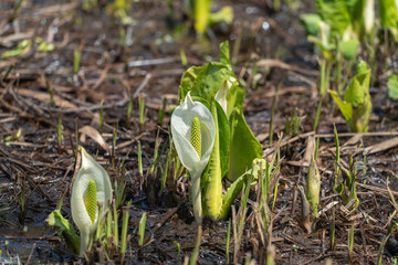 Obraz premium ミズバショウ