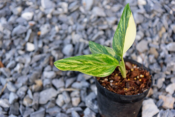 Monstera standleyana aurea variegated in the pot  