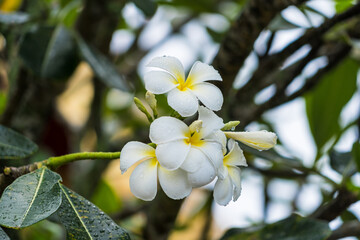 Obraz na płótnie Canvas Frangipani flower blooming on green leaves branches hanging on tree in the garden.