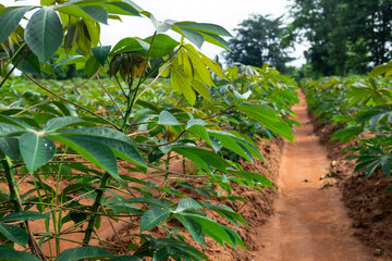 Cassava plantation in Thailand, cassava plantation area