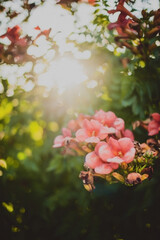 Fototapeta na wymiar pink flowers, sunset light