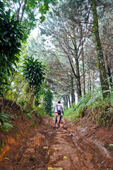 Obraz premium The beauty of the pine forest in the morning