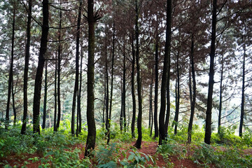Obraz premium The beauty of the pine forest in the morning