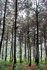 The beauty of the pine forest in the morning

