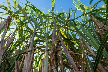 A garden in the backyard of a house, Sydney Australia
