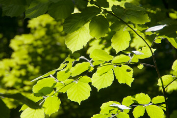 Green hazel leaves in a clear sunlight
