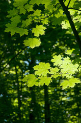 Fototapeta na wymiar Green maple leaves in a clear sunlight