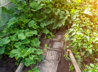 Inside a greenhouse at the height of summer.