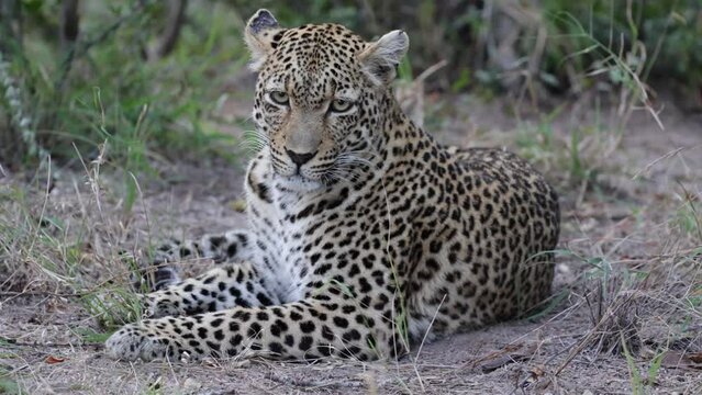 Leopardess close up and very relaxed