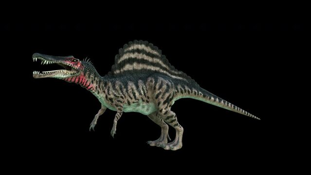 4K Spinosaurus Dinosaur animation.3840&times;2160.10 Second Long.Transparent Alpha
