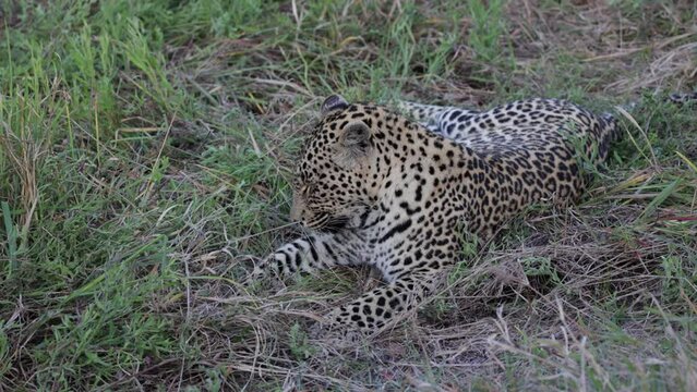 A very lazy leopardess taking a nap