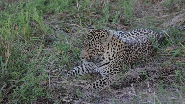  A leopardess that is very sleepy 