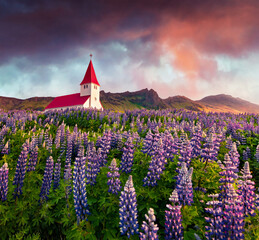 Attractive summer view of Vik i Myrdal Church surrounded by blooming lupine flowers in Vik village....