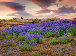 Blooming lupine flowers on the volcanic hills. Exotic summer sunrise in the east coast of Iceland,...