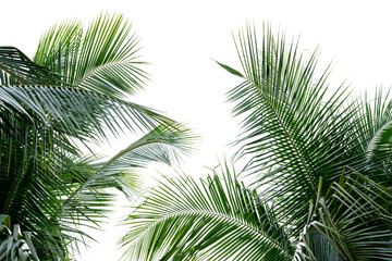 Obraz premium tropical palm leaf background, coconut palm trees perspective view