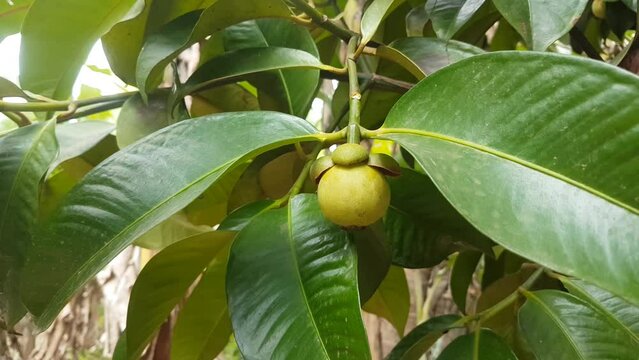 Organic mangosteen or garcinia indica fruit hanging on tree branch covered in thick green leaves move by small breeze or wind. Close up macro side view. Mangostan agriculture and cultivation concept.